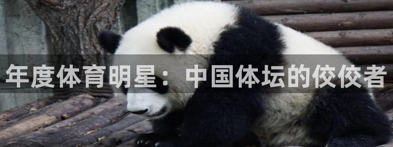 熊猫体育官网：年度体育明星：中国体坛的佼佼者